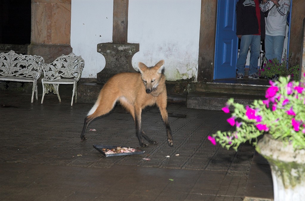 Maned Volf-06.jpg - Maned Wolf (Chrysocyon brachyurus), Serra do Caraca Brazil 2005